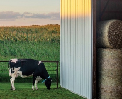 A Man In A Harvested Field