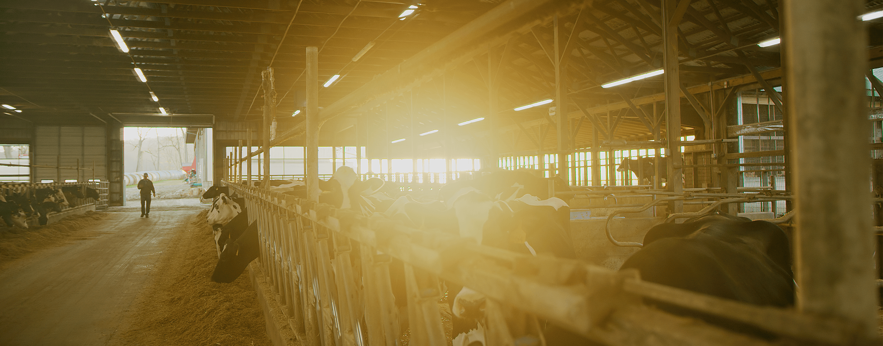 Farmer walking into a barn at dawn