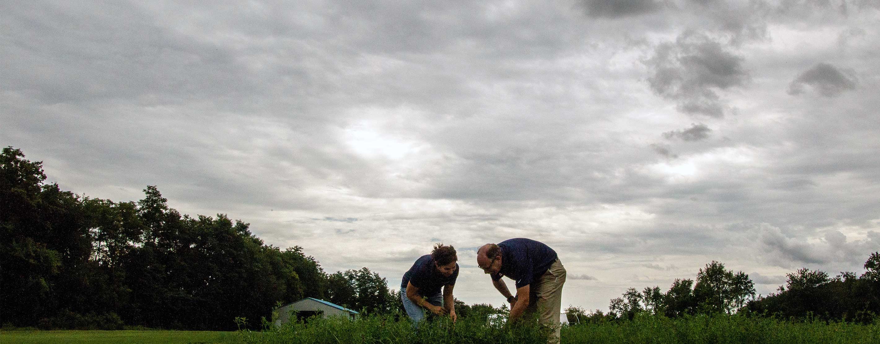 Two Agronomists In An Alfalfa Field