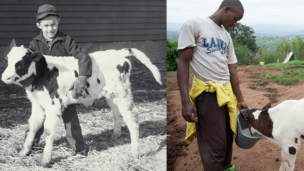 Farmers In Rwanda Feeding Cows And An Old Photograph Of A Boy In The United States Feeding A Calf