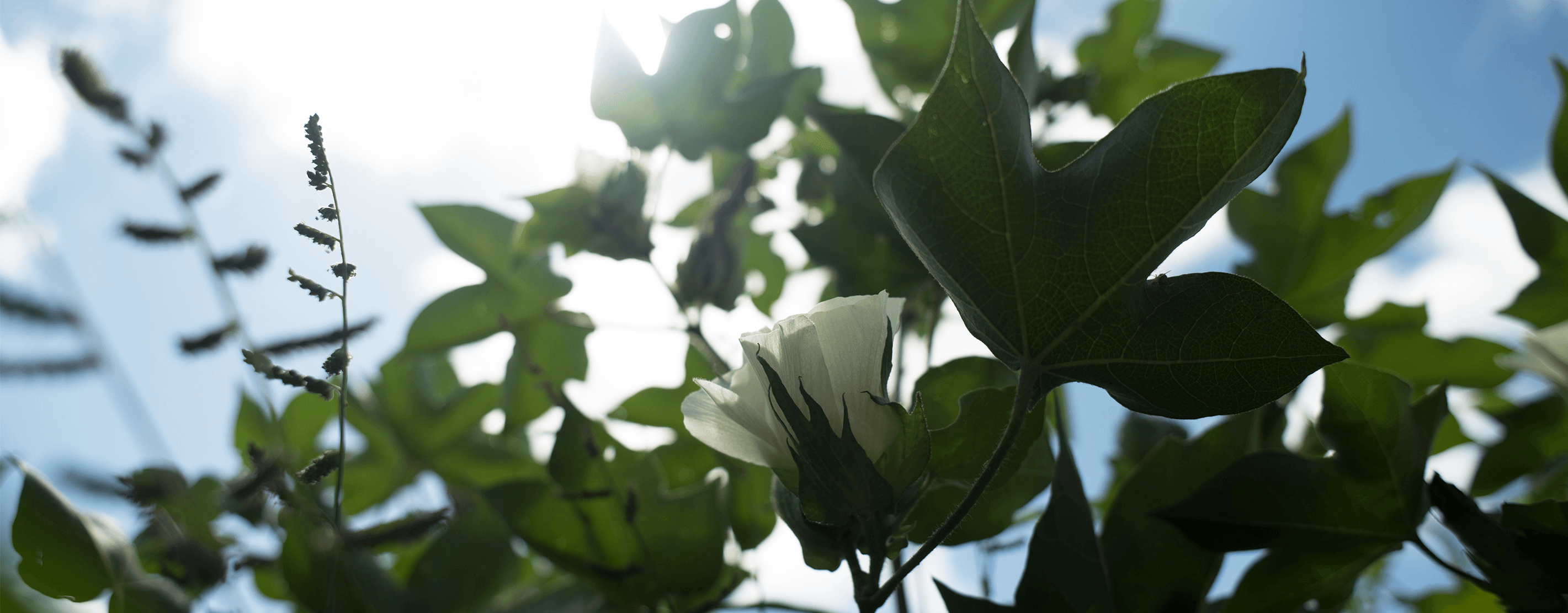 A Cotton Plant Blooming In Texas