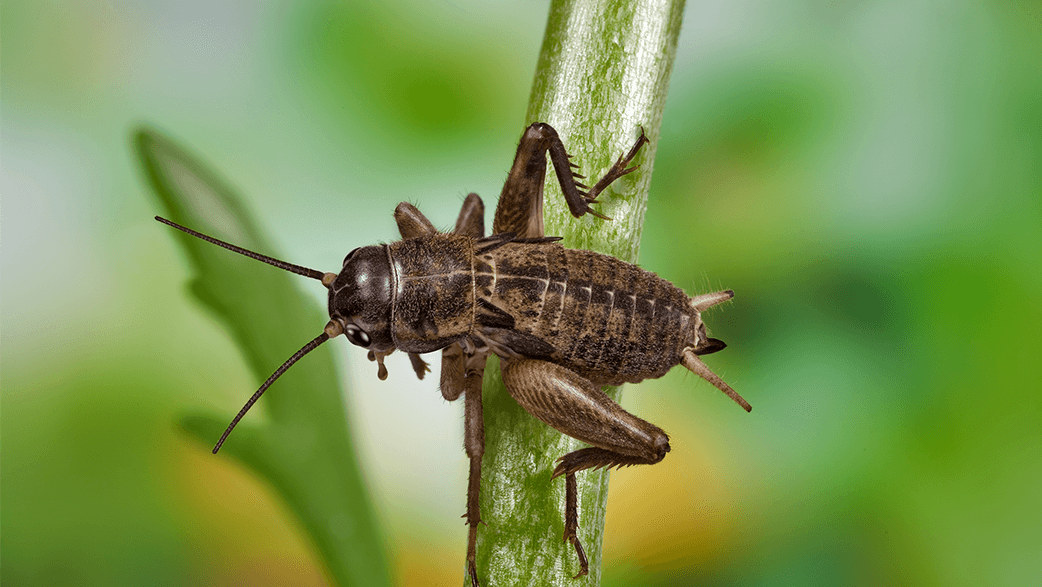 A Cricket On A Leaf
