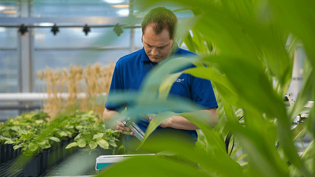 A WinField United Researcher In A Greenhouse