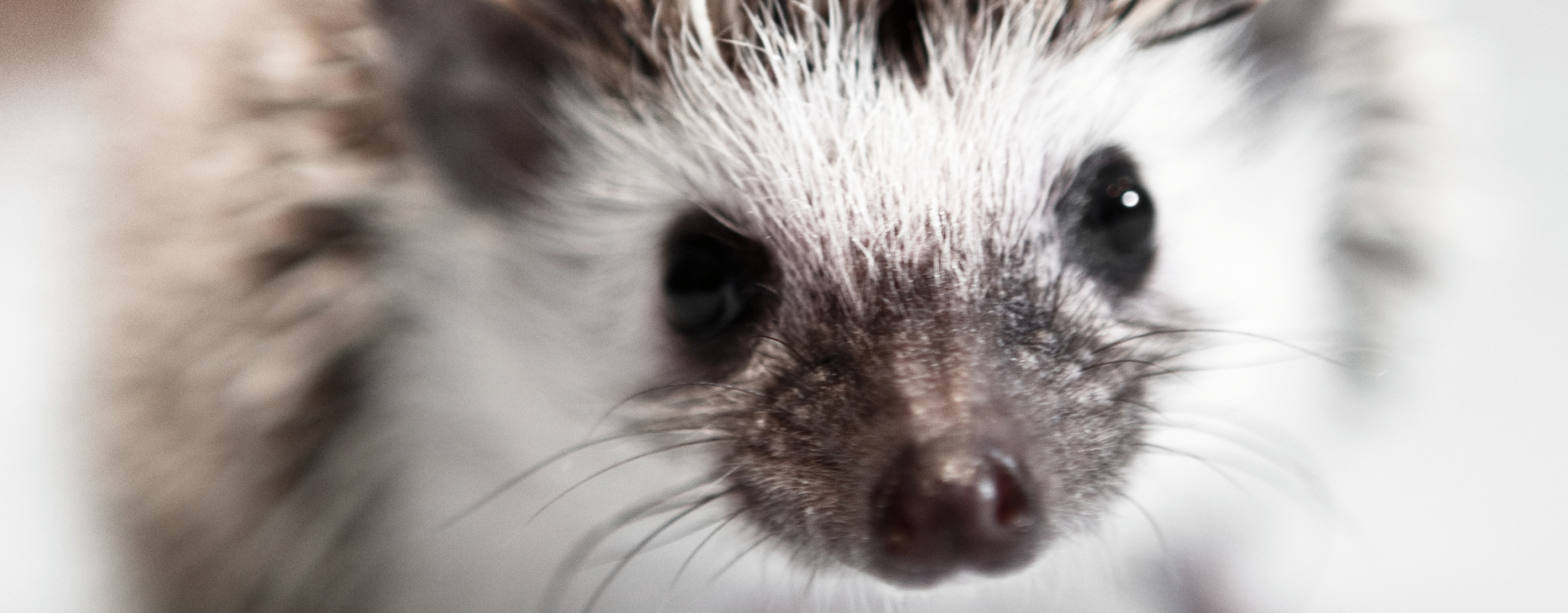 A Picture Of A Hedgehog's Face