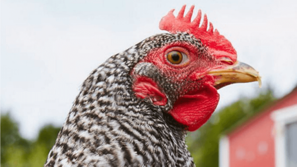 A Closeup Of A Rooster