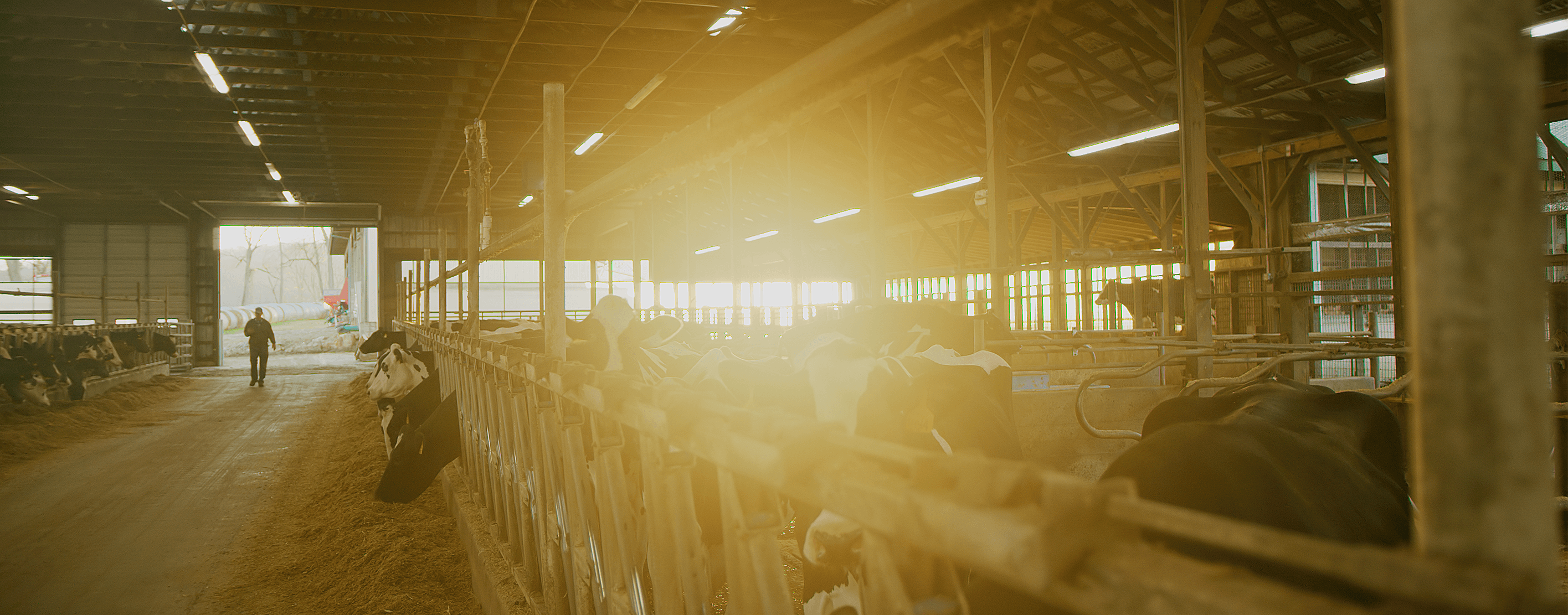 A farmer walking into a dairy barn