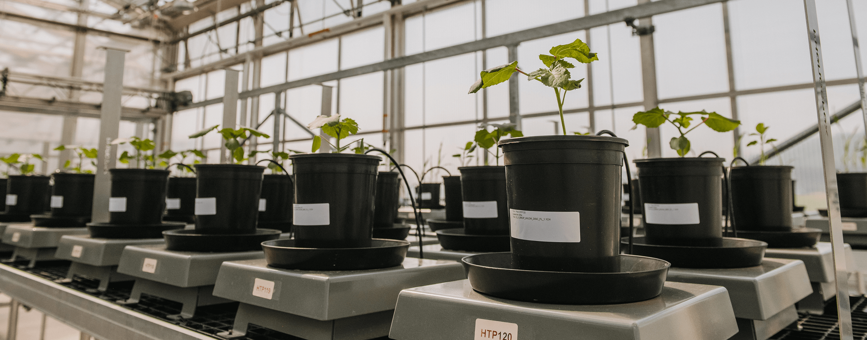 Plants Inside The WinField United Research Lab