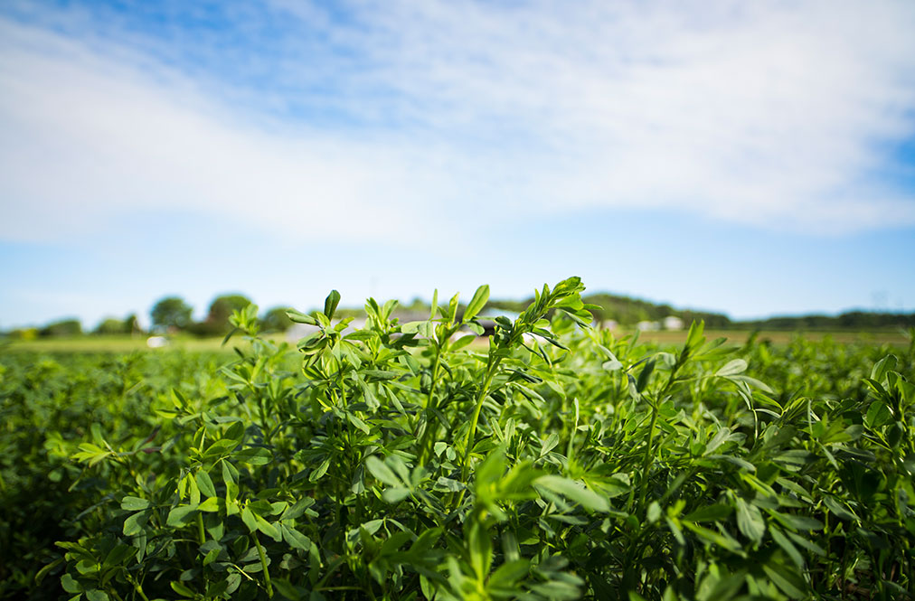A Field Of Alfalfa With A Blue Sky
