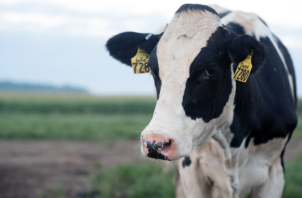 Participants Selected for Land O'Lakes, Inc. Dairy Accelerator Program
