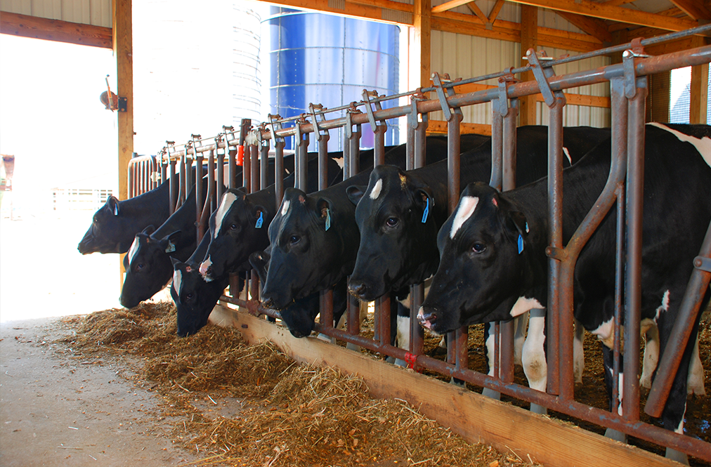 Don't Give Up On America's Dairy Farmers 