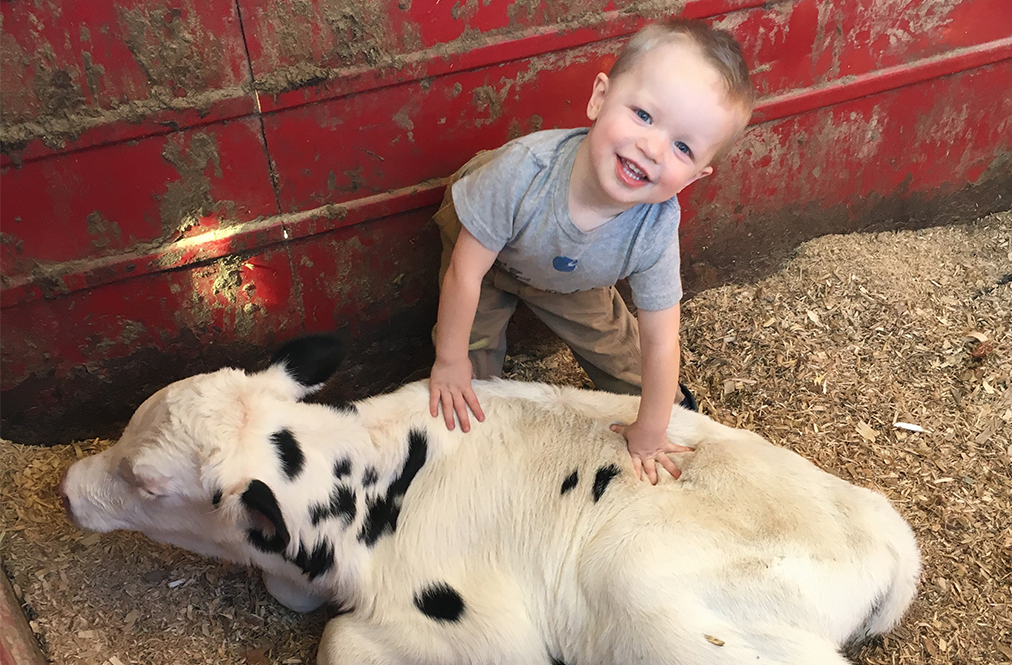 A Boy Petting A Dairy Calf In A Barn