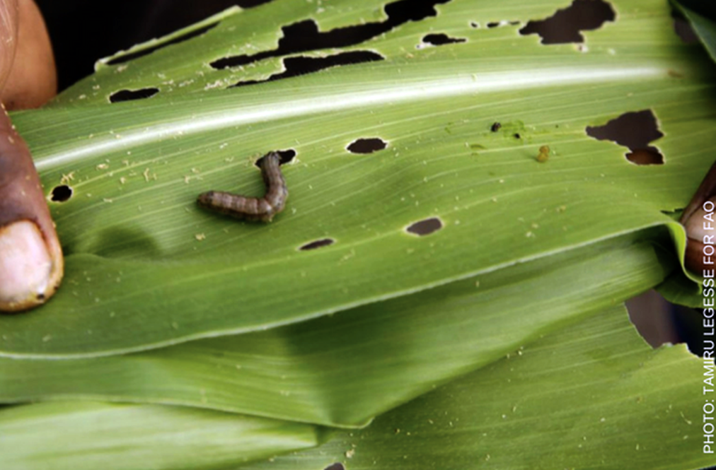 African Food Security Prize Launched to Stop Devastating Crop Pest