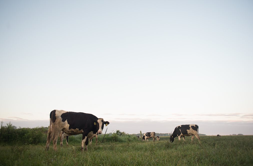 Dairy Cows On A Farm