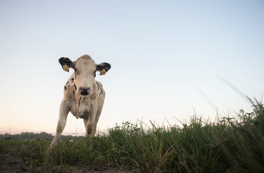 Dairy Calf In A Field