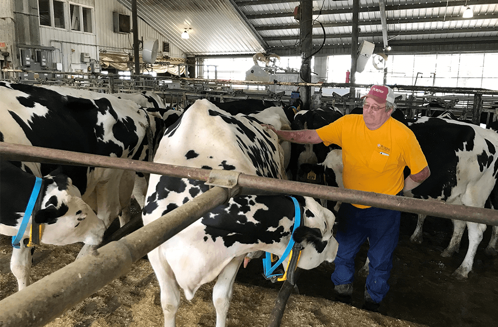 A Dairy Farmer With His Cows