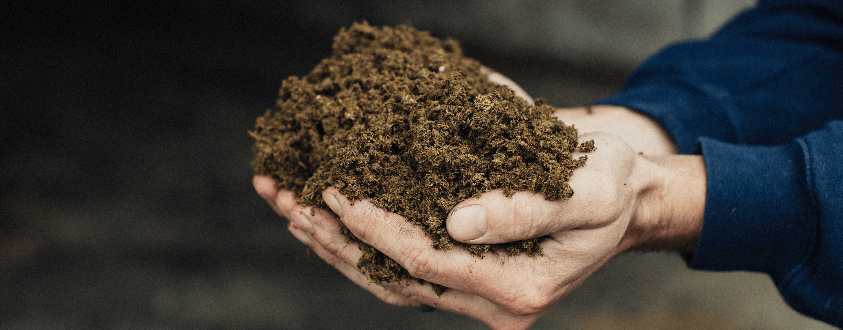 Close-up of hands holding manure