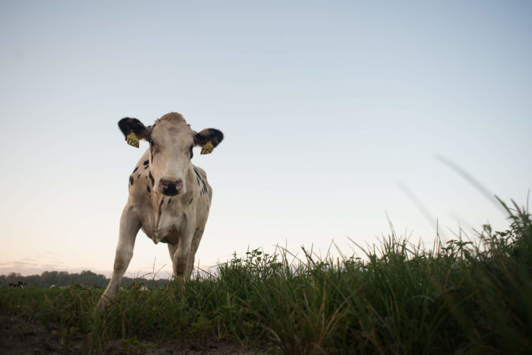 A Cow In A Field Grazing