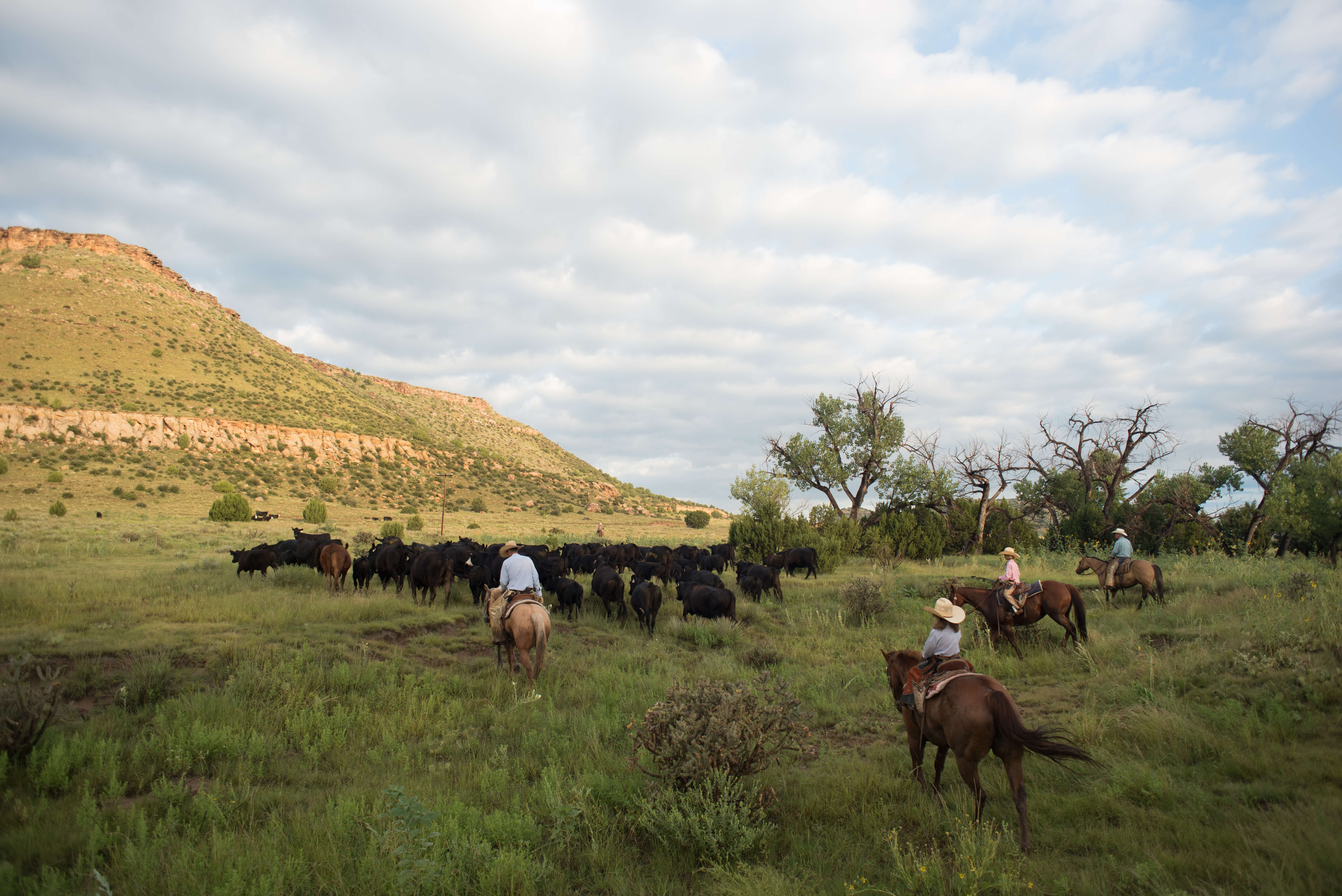 Cattle In A Field