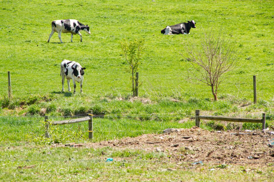 New initiative, Sustainable Dairy PA, sparks promise for more climate-friendly dairy supply chain in Chesapeake Bay watershed