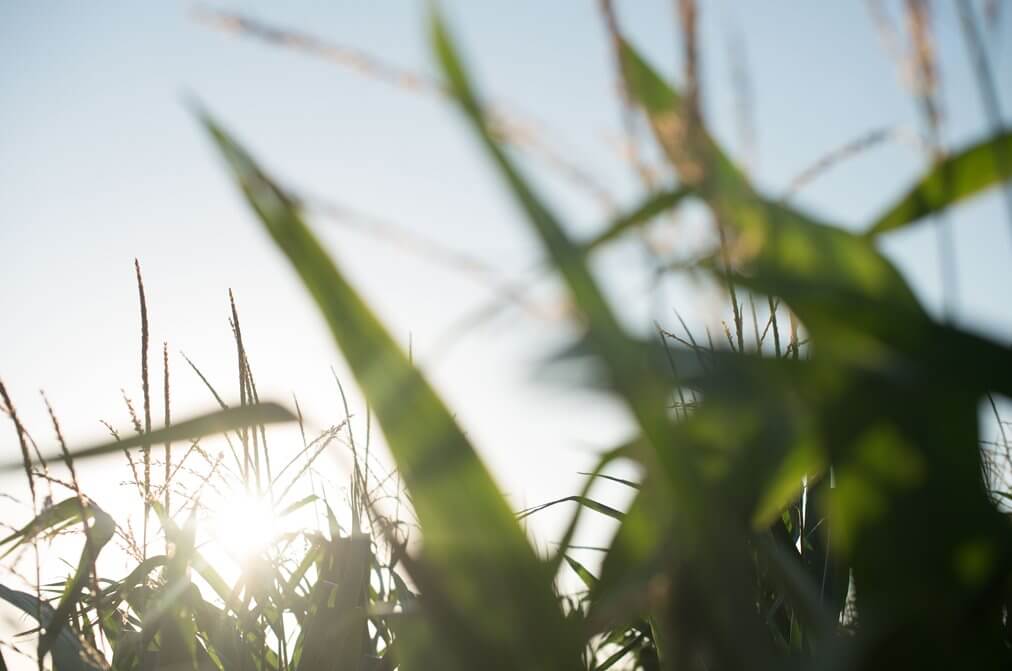 Land O'Lakes SUSTAIN and Tate & Lyle Announce  Sustainably-Sourced Corn Collaboration