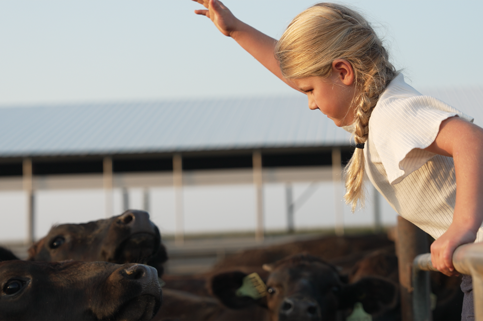 A girl looking into a cattle pen