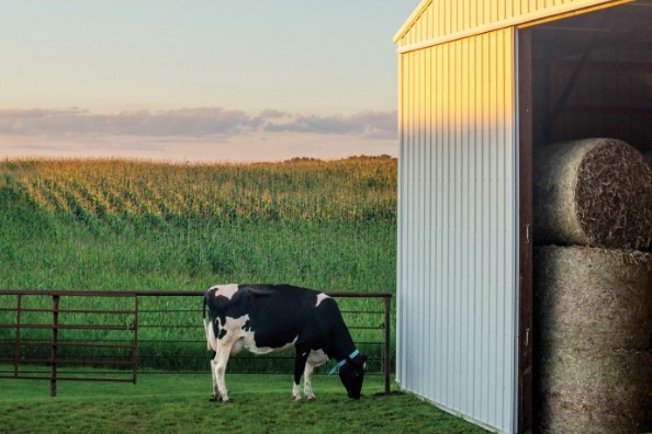 a cow eating grass outside of a shed.