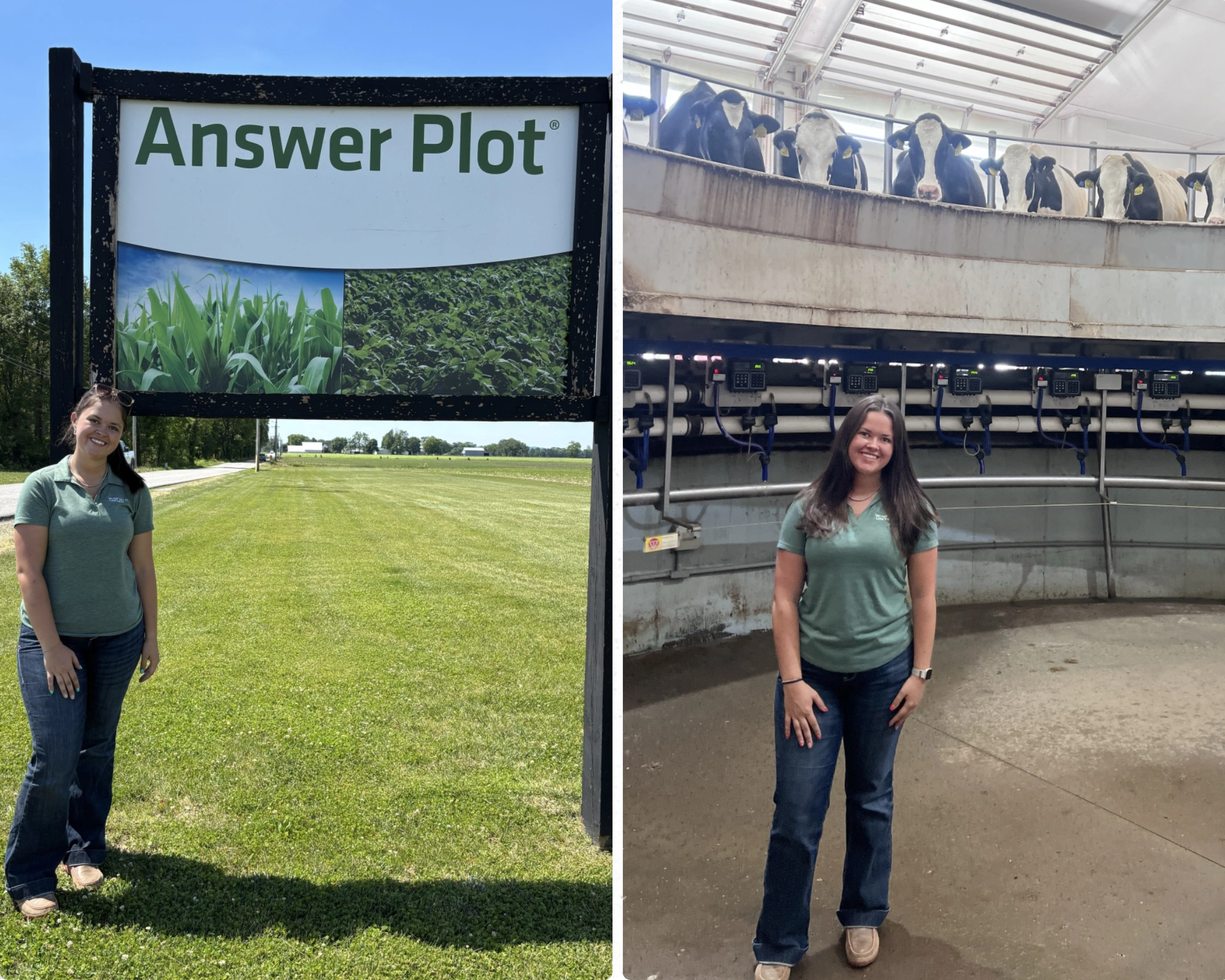 Collage showing an intern at an agricultural Answer Plot field site and inside a dairy facility beneath a rotating milking parlor with cows overhead.