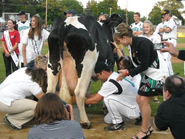 Princess Kay of the Milky Way participates in a dairy cow milking demonstration.