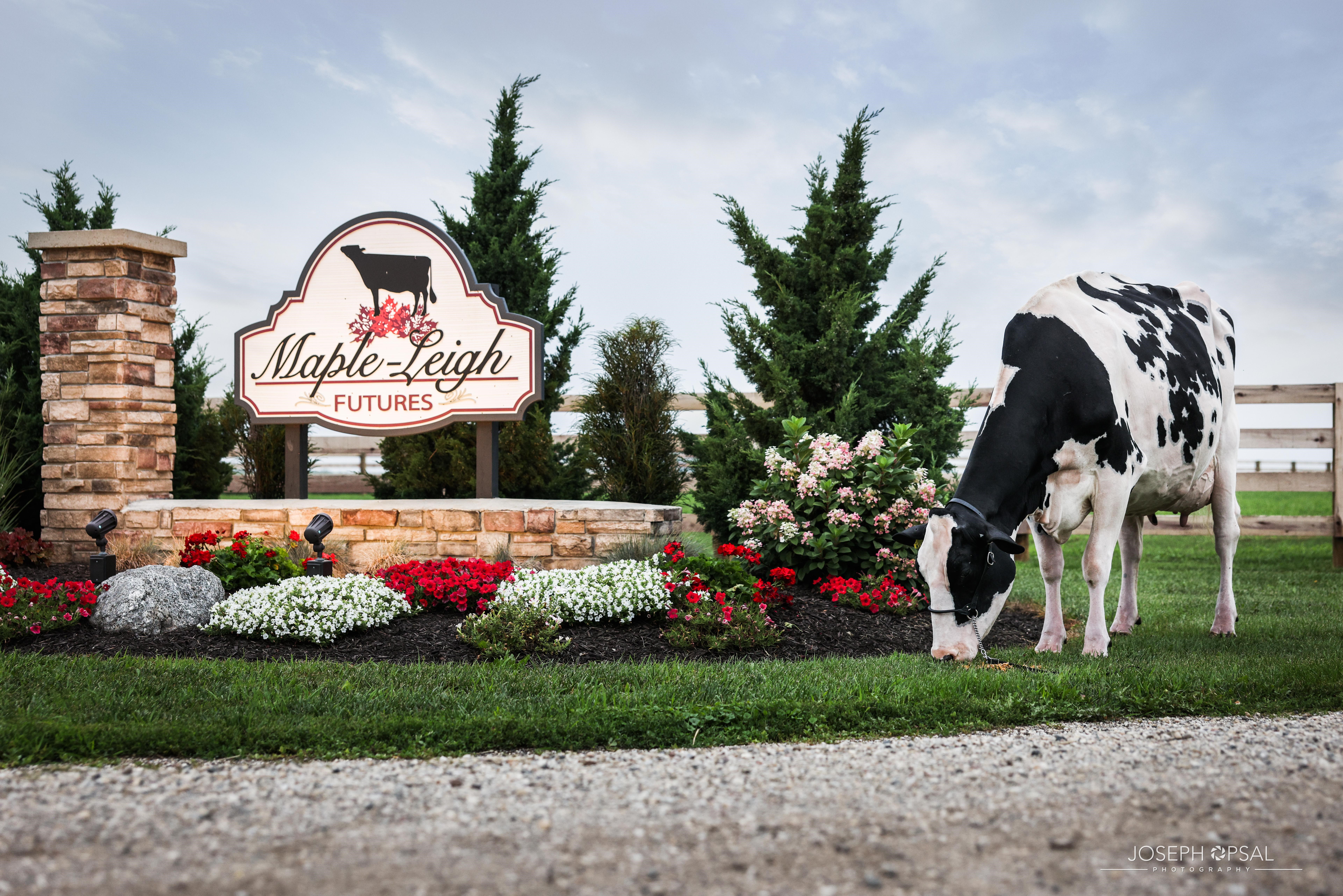 A cow stands outside a welcome sign to an employee's farm.